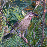 Red Wattlebird
